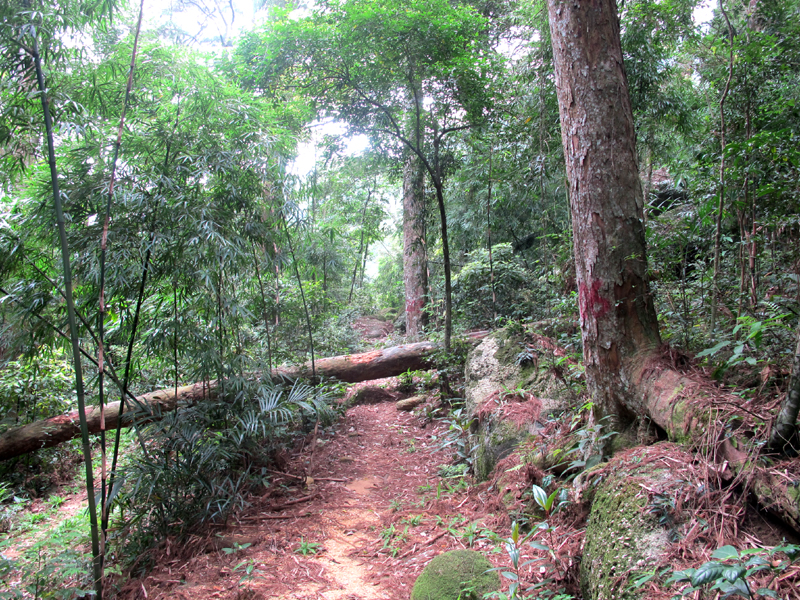Một gốc tùng bị bão quật đổ tại khu vực vườn Tùng.