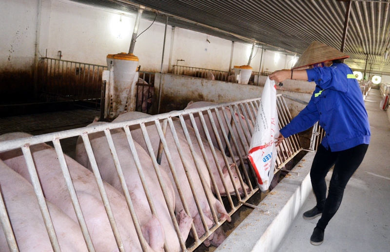 Chăn nuôi lợn theo công nghệ sạch tại Công ty CP Khai thác khoáng sản Thiên Thuận Tường.
