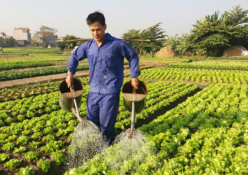 Mô hình trồng rau gia vị của nông dân phường Hưng Đạo đang cho hiệu quả kinh tế cao. Ảnh Trần Thuyết