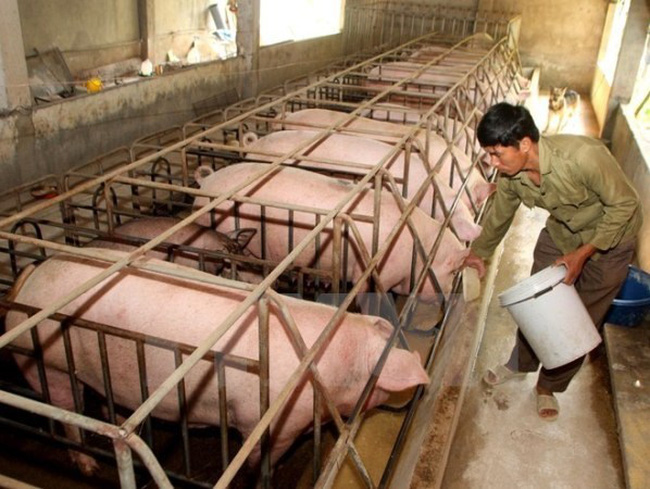 Dự báo, số hộ dân bỏ chăn nuôi lợn trong năm 2017 có thể lên tới 900.000 hộ