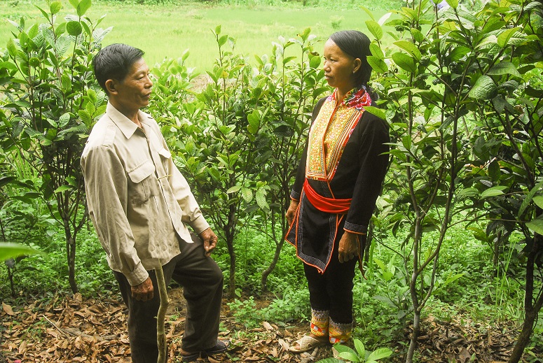 Cán bộ thôn Nà Bắp (bên trái) đến thăm mô hình trồng trà hoa vàng của hộ chị Bàn Thị Xuân ở thôn Nà Bắp, xã Đồn Đạc, huyện Ba Chẽ 