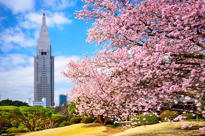 “Vườn ngự uyển” Shinjuku Park nằm ở trung tâm Tokyo cũng không thể thiếu trong check-list. Với hàng nghìn cây hoa anh đào cổ thụ niên đại hàng chục năm, đây là điểm “sống ảo” tuyệt vời mỗi khi xuân về. Vào mùa đông, tuyết phủ trắng xóa tạo nên khung cảnh nên thơ, hợp với những trái tim mơ mộng.
