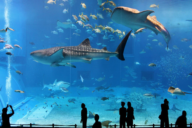 Osaka còn nổi tiếng bởi Kaiyukan, thủy cung rộng 160 hecta. Đây là không gian sống của 35.000 loài sinh vật biển trong 14 bể nước lớn, tái hiện đại dương huyền ảo.