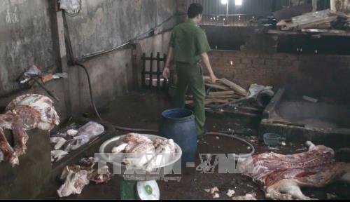Lực lượng chức năng kiểm tra hiện trường cơ sở giết mổ lợn bị bệnh bán ra thị trường.