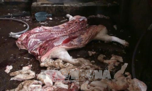 Thịt lợn được giết mổ có rất nhiều vết thâm tím và nổi mụn.