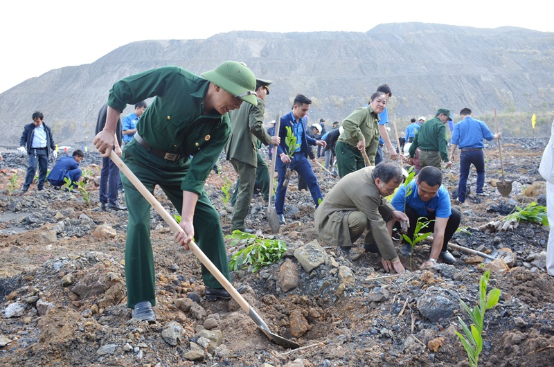 Trồng cây phủ xanh bãi thải mỏ cây keo tai tượng tại khai trường Cống Dương 45, Công ty Than Hòn Gai-TKV.