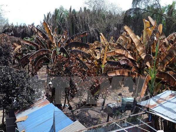 Khoảng 1.000m2 trồng cây ăn trái và trại nuôi gia cầm của ông Nguyễn Tấn Tài bị thiệt hại hoàn toàn, ước tính gần 200 triệu đồng. (Ảnh: An Hiếu/TTXVN)