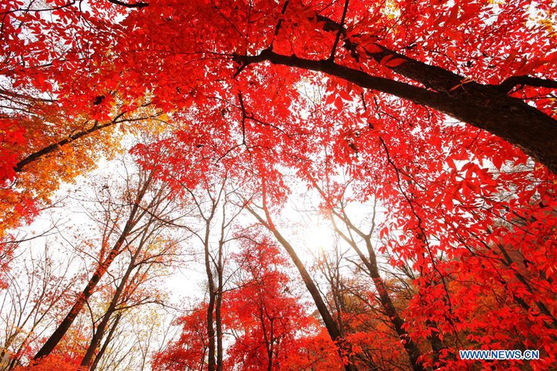 Rừng cây lá đỏ ở Hongye rực rỡ vào thu.