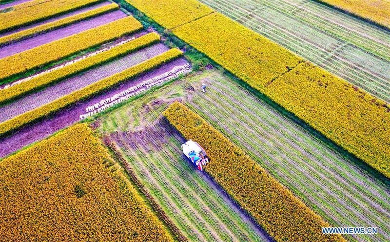 Nông dân thu hoạch lúa trên cánh đồng ở làng Yudong, Đàm Thành, thành phố Lâm Nghi, tỉnh Sơn Đông, miền Đông Trung Quốc. Ảnh chụp hôm 9/10/2017.