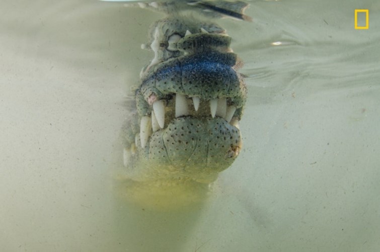  Phần hàm của cá sấu Mỹ được ghi lại ấn tượng. 