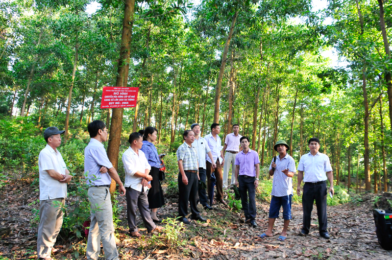 Đoàn đại biểu Trung tâm Khuyến nông Quốc gia tham quan rừng gỗ lớn xã Phong Dụ, huyện Tiên Yên.