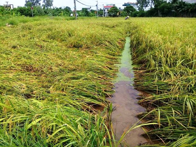 Hơn 250 ha lúa chín ở xã Tam Quang, Vũ Thư, tỉnh Thái Bình ngã đổ không cho thu hoạch.