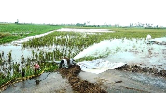 Huyện Hưng Hà, tỉnh Thái Bình huy động máy bơm dã chiến tiêu úng cứu lúa mùa.