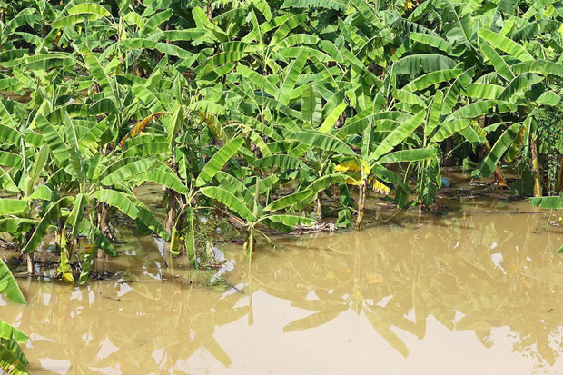 Theo ghi nhận của phóng viên, mực nước khu vực hạ lưu sông Hồng tại Hà Nội rút chậm, ảnh hưởng lớn đến cuộc sống và sinh hoạt của người dân.