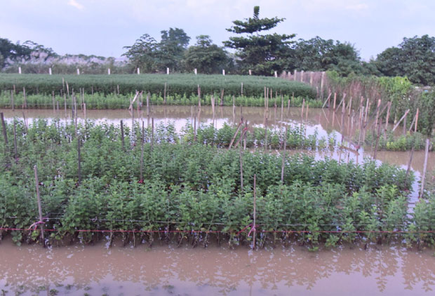 Hơn năm sào trồng cúc họa mi của một gia đình tại phường Nhật Tân sắp đến ngày thu hoạch đã ngập trong nước lũ.