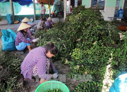 Tách cau non tại cơ sở thu mua cau non ở thị xã Hương Trà. Ảnh: Hồ Cầu/TTXVN