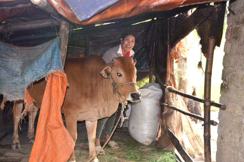 Chị Ngô Thị Quyên, hộ nghèo ở khu 7, phường Phong Cốc, TX Quảng Yên phấn khởi vì bò giống được hỗ trợ sinh trưởng tốt, trợ lực quan trọng để gia đình có thể thoát nghèo trong năm 2017