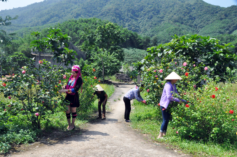 Dọc hai bên đường vào thôn Lò Vôi, xã Nam Sơn, huyện Ba Chẽ rực sỡ bởi những khóm dâm bụt, hoa mười giờ đầy màu sắc.