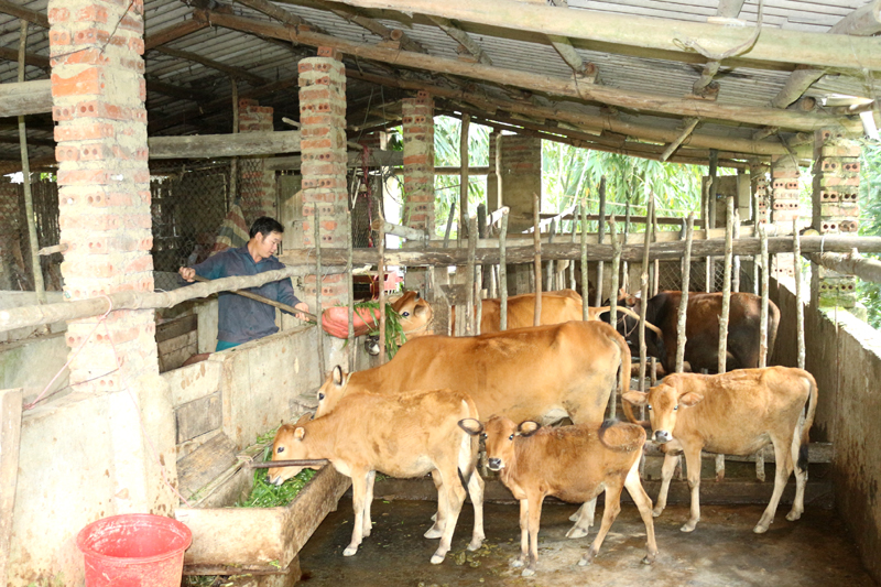 Mô hình chăn nuôi bò sinh sản hiệu quả kinh tế cao của gia đình anh Chìu Mằn Hỷ, thôn Nà Choòng, xã Hoành Mô, Bình Liêu