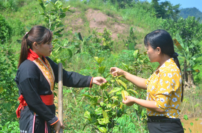 Cán bộ phụ nữ huyện Ba Chẽ trao đổi với chị Triệu Thị Dung (bên trái), thôn  Loỏng Toỏng, xã Thanh Sơn về kỹ thuật chăm sóc cây trà hoa vàng.