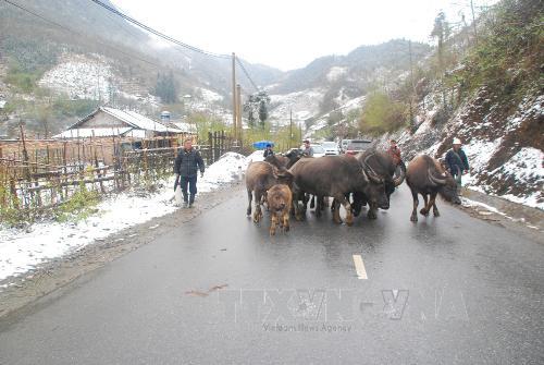 Người dân ở Sa Pa lùa trâu, bò xuống núi tránh rét. Ảnh: Nguyễn Thắng - TTXVN