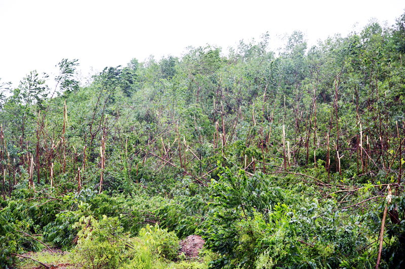 mặc dù ở vùng kín song nhiều diện tích rừng trồng của người dân Ba Chẽ bị đổ gãy sau mỗi cơn bão