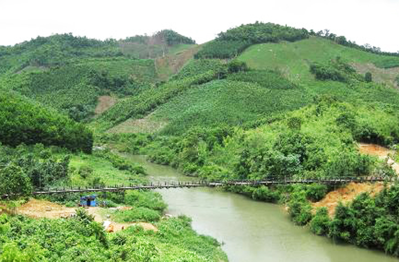 Diện tích rừng đầu nguồn thôn Tàu Tiên, xã Đồn Đạc chủ yếu là rừng trồng