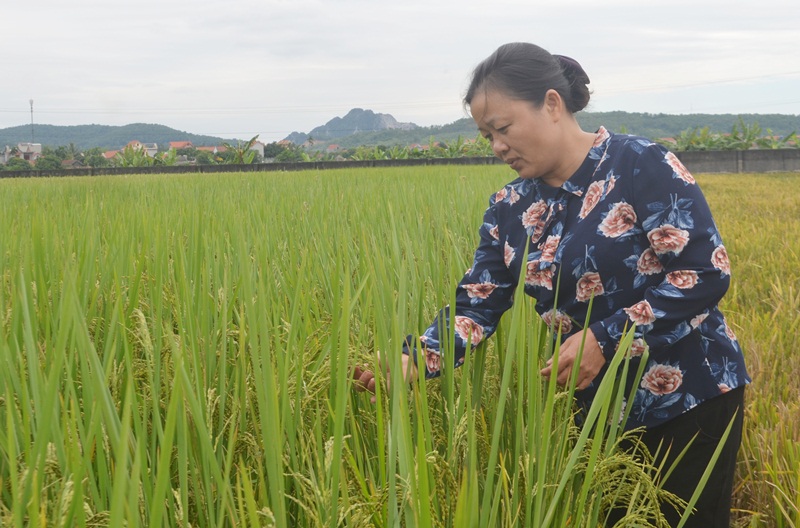 Chị Trần Thị Hồng, kiểm tra giống lúa Bào thai đang được trồng Tại khảo nghiệm tại Công ty CP Giống cây trồng Quảng Ninh.