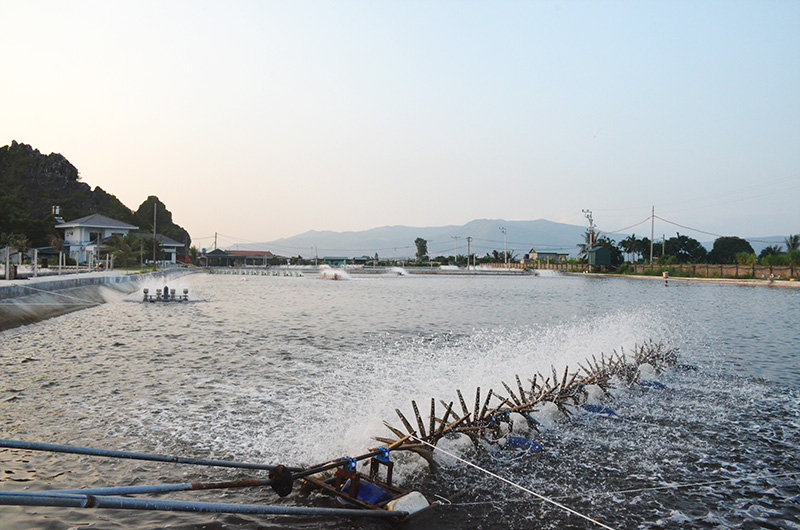 Đầm nuôi tôm nước lợ của Công ty TNHH Sông Vàng được đầu tư hơn trên 10 tỷ đồng.  