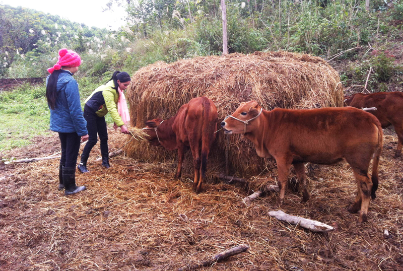 Thay vì chăn thả tự do như trước đây, hiện nay người dân xã Quảng Lâm dự trữ thức ăn tại chỗ cho đàn bò 