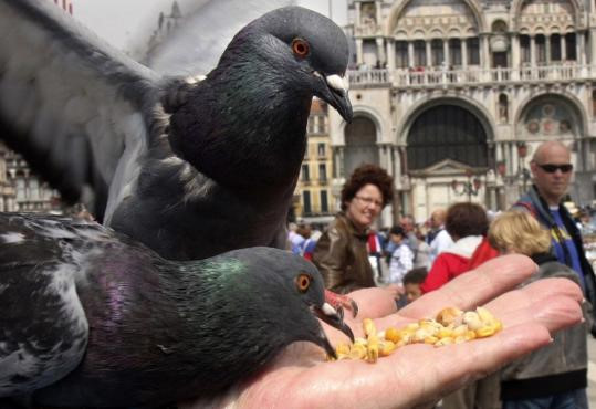 Cho chim bồ câu ăn: Ở Venice (Italy), cho chim bồ câu ăn là bất hợp pháp. Thành phố này cấm việc cho các loài chim ăn từ năm 2008 nhằm giảm bớt số chim ở đây và tránh dịch bệnh. Trước đây, khu vực quảng trường St Mark's vẫn được phép cho chim ăn nhưng đến nay lệnh cấm này cũng được áp dụng. Ai vi phạm quy định này có thể bị phạt 700 USD. Ảnh: Boston.