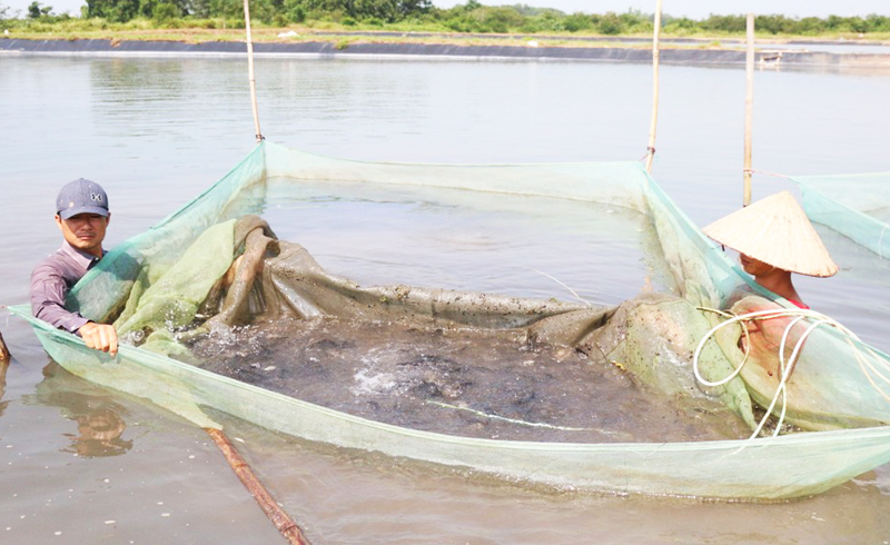 Ao nuôi thử nghiệm cá giống của HTX Bắc Việt. Ảnh Phạm Tăng