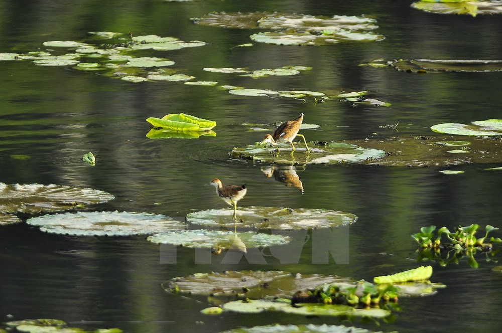 Nhiều loài chim nước sinh sống tại khu bảo tồn thiên nhiên Vân Long. (Ảnh: Minh Đức/TTXVN)