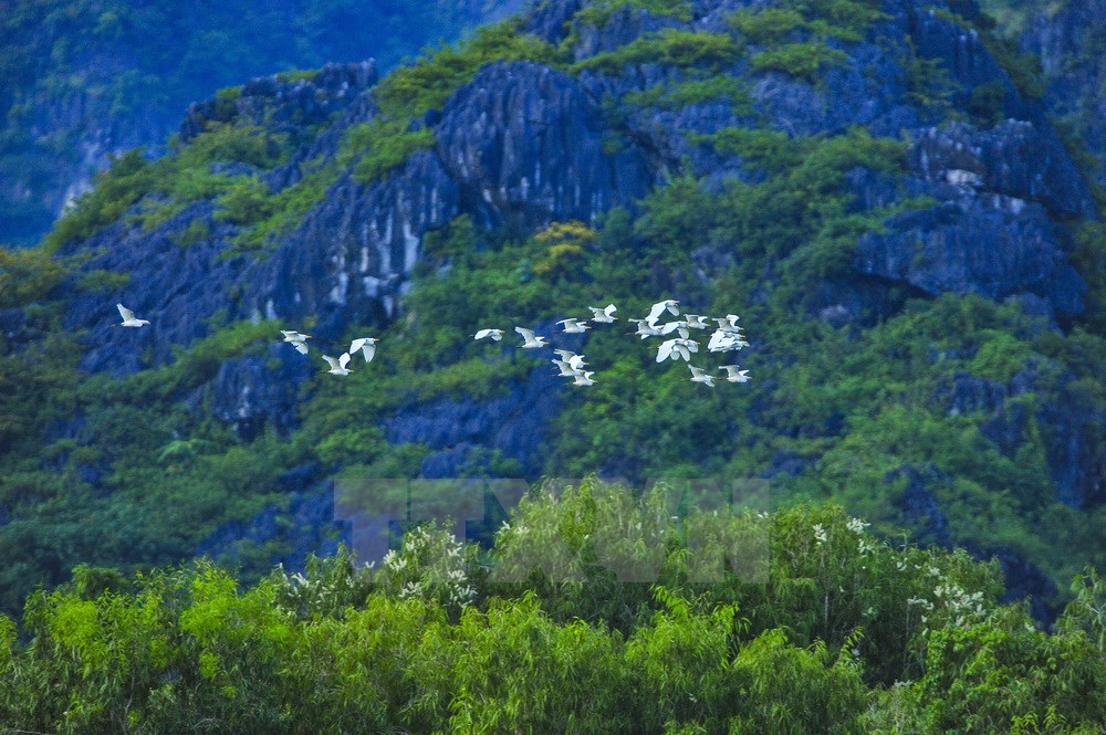 Nhiều loài chim nước sinh sống tại khu bảo tồn thiên nhiên Vân Long. (Ảnh: Minh Đức/TTXVN)