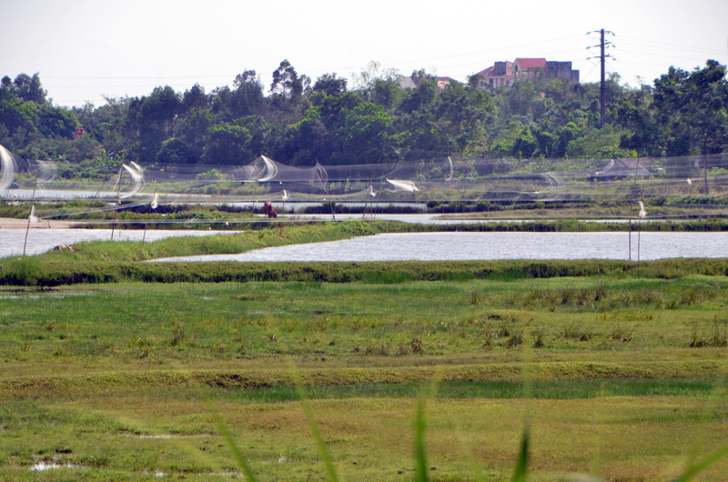 Tại phường Trà Cổ, rất nhiều khu vực được người dân giăng lưới để bẫy chim di cư.
