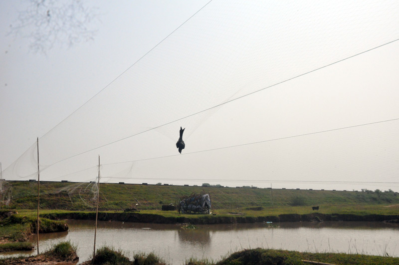 Trưa ngày 28-10, tại khu vực thôn 4, xã Hải Xuân, nhiều bãi lưới đã có chim dính bẫy.