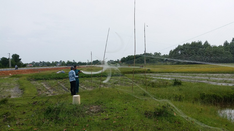 ...trong 2 ngày ra quân, lực lượng chức năng phường Hải Hòa đã thu giữ hơn 500 mét lưới song ngay hôm sau, lưới lại được người dân giăng lên tiếp tục đánh bắt chim hoang dã.