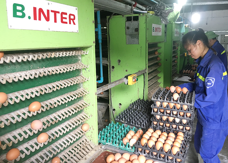 Dây chuyền thu hoạch trứng tự động theo công nghệ Thái Lan của Công ty CP Khai thác khoáng sản Thiên Thuận Tường