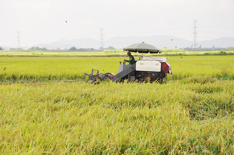 Thu hoạch lúa mùa tại cánh đồng mẫu trên địa bàn xã Nguyễn Huệ.