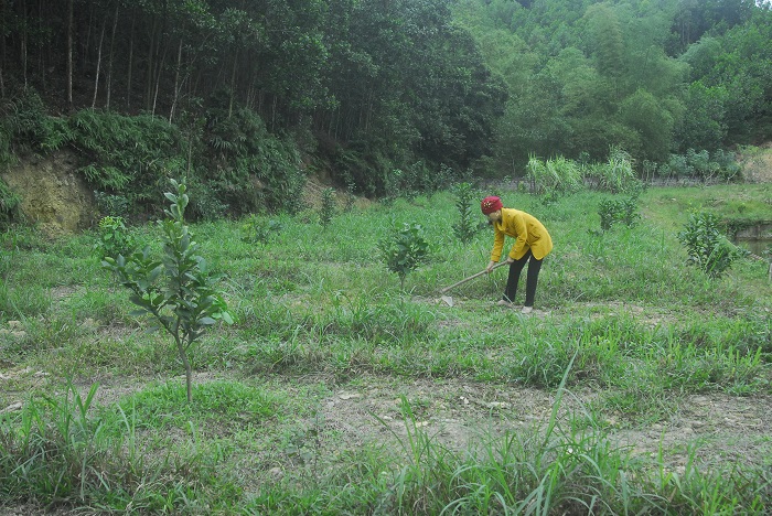 Vườn bưởi da xanh của gia đình ông bà Nguyễn Văn Thiết, Nguyễn Thị Huệ ở thôn 2 xã Quảng La được xây dựng theo mô hình vườn mẫu