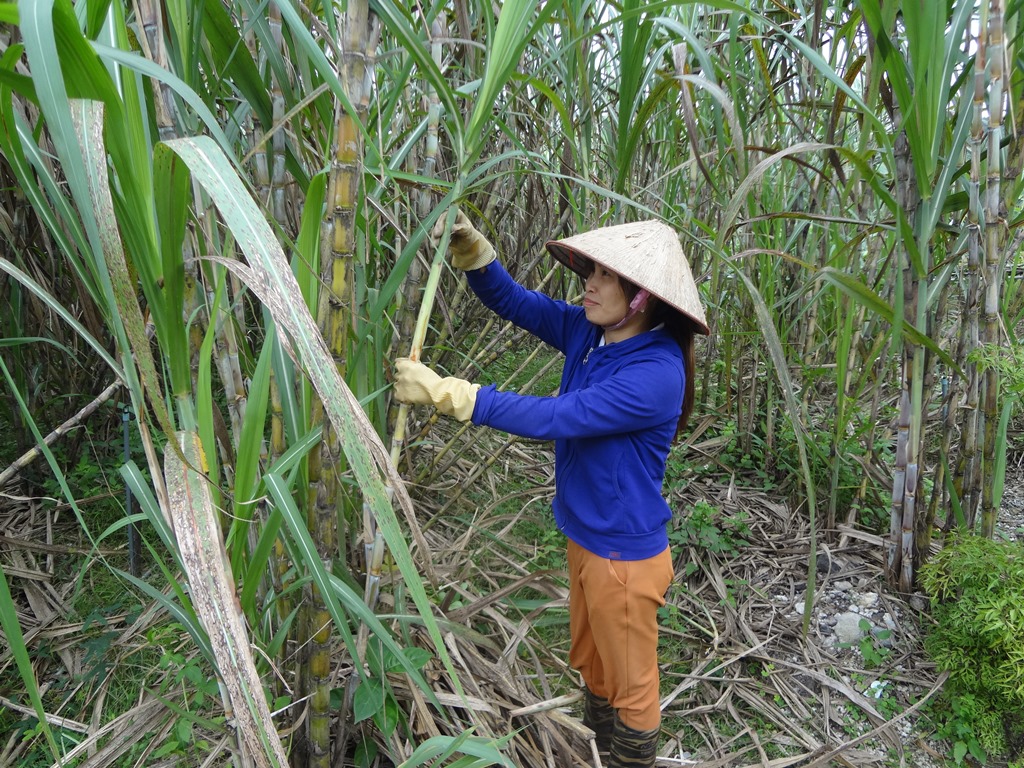Vườn mía của gia đình chị Đặng Thanh Thảo, thôn 1, xã Cẩm Hải được hỗ trợ hệ thống tưới nước tự động từ Hội phụ nữ xã