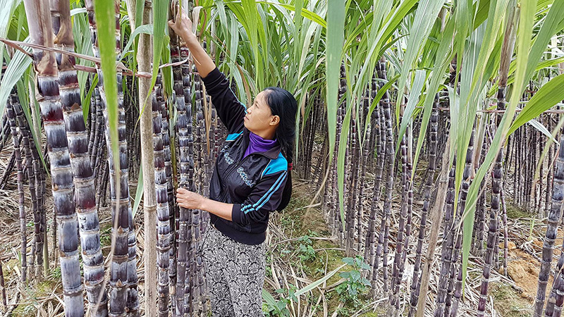 Vùng trồng mía tập trung tại xã Đồn Đạc, huyện Ba Chẽ.