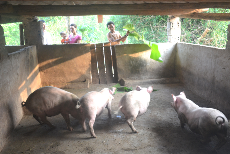 Anh Sằn A Sầu, thôn Khe Lặc, xã Đại Thành được hỗ trợ nuôi lợn từ nguồn 135