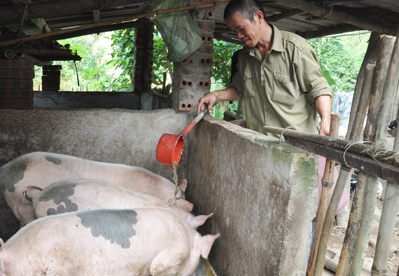 Gia đình anh Sằn A Sẹc, tại thôn Khe Léng được hỗ trợ 3 con lợn từ Chương trình 135
