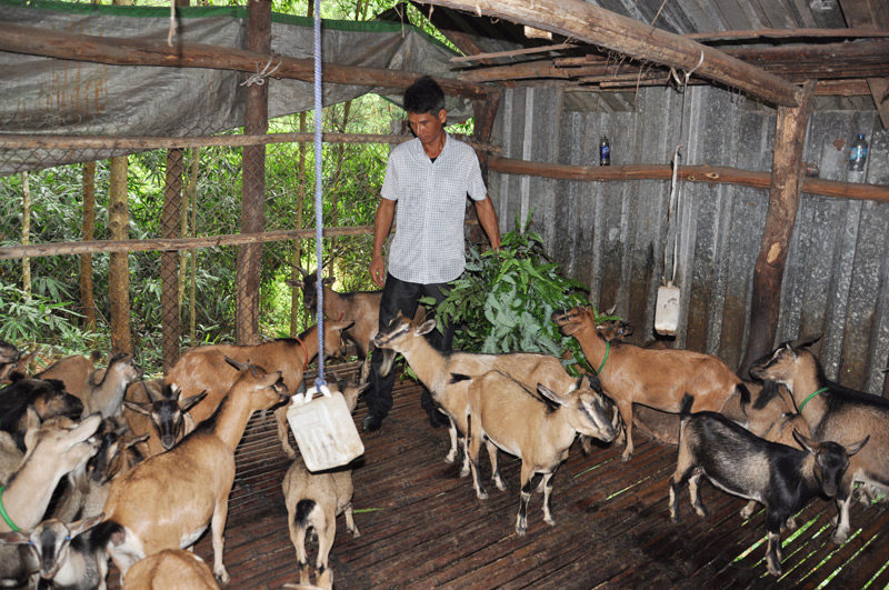 Gia đình anh Nguyễn Văn Tuấn, thôn Đồng Tâm (Yên Than) đang thoát nghèo một cách bền vững từ sự hõ trợ của huyện và nỗ lực gia đình