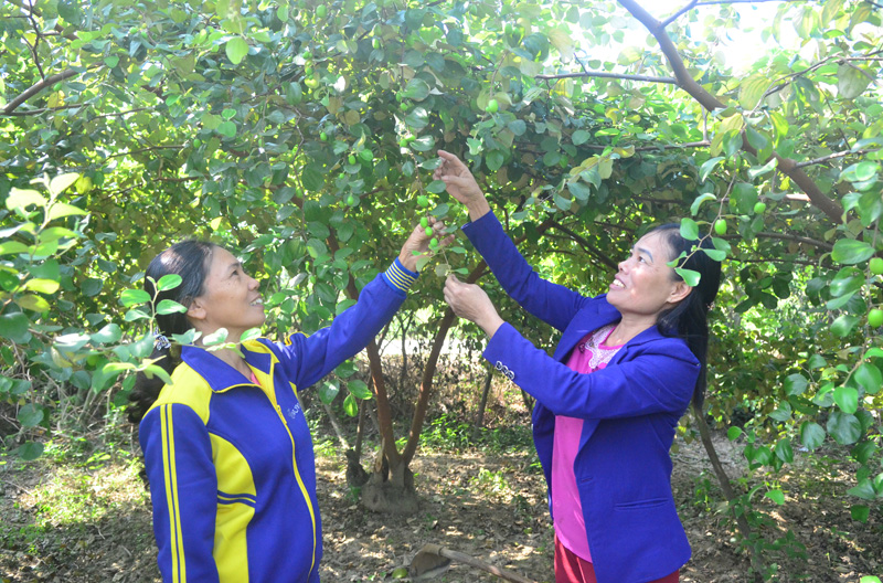 Chị Hoàng Thị Oanh (bên trái) khu 4, phường Bắc Sơn, TP Uông Bí chia sẻ kinh nghiệm phát triển mô hình trồng táo với hội viên phụ nữ trong khu.