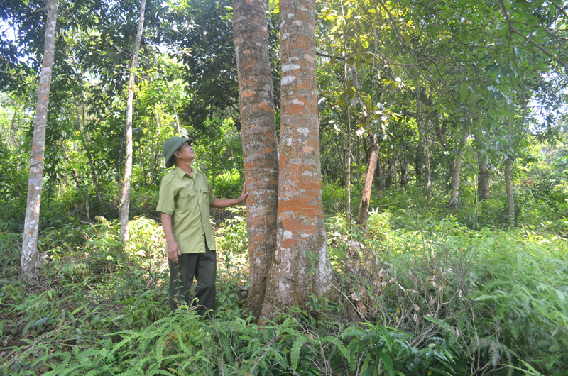 Ông Trần Văn Nền, thôn Khe Tiên, xã Yên Than trong khu rừng nguyên sinh của gia đình mình