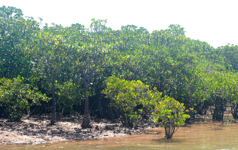 Rừng ngập mặn Đồng Rui, xã Đồng Rui được các nhà nghiên cứu Trường Đại học Khoa học Tự nhiên (Đại học Quốc Gia Hà Nội) đánh giá là có hệ sinh thái đa dạng và có giá trị nhất cả nước