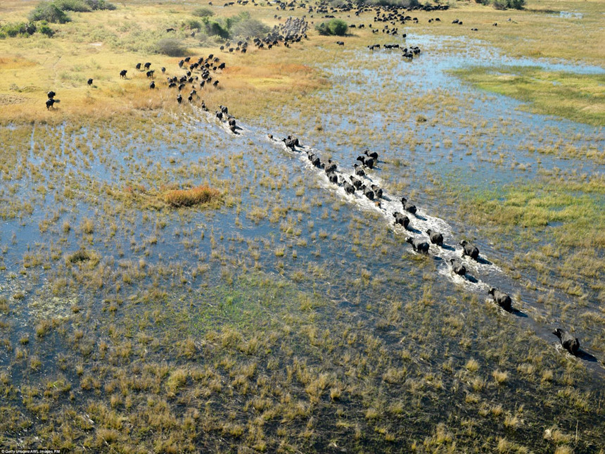Đồng bằng Okavango, Botswana: Vùng đồng bằng Okavango là nơi sinh sống của một số loài động vật có vú đang đứng trước nguy cơ tuyệt chủng cao nhất trên thế giới như báo Gêpa, tê giác trắng, tê giác đen, chó hoang châu Phi và sư tử. Okavango gồm các vùng đầm lầy vĩnh viễn và đồng bằng bị ngập nước theo mùa. Một trong những đặc điểm độc đáo của khu vực này là các loài thực vật và động vật bản địa đã đồng bộ hóa chu trình sinh học của chúng để thích nghi với những cơn mưa theo mùa và lũ lụt hàng năm từ sông Okavango. Ảnh: Getty /AWL Images RM.