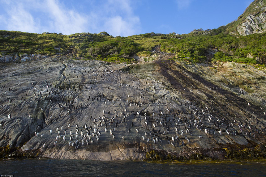 Các đảo gần Nam Cực của New Zealand: Khu vực này gồm 5 nhóm đảo và quần đảo của New Zealand bao gồm quần đảo Snares, quần đảo Bounty, quần đảo Antipodes, quần đảo Auckland và đảo Campbell ở Nam Đại Dương, phía đông nam New Zealand. Các hòn đảo này có tính đa dạng sinh học cao và là nơi sinh sống của nhiều động vật hoang dã. Nơi đây có tới 126 loài chim, trong đó có 40 loài chim biển và 5 loài đặc hữu chỉ sống tại đây. Ảnh: Getty.